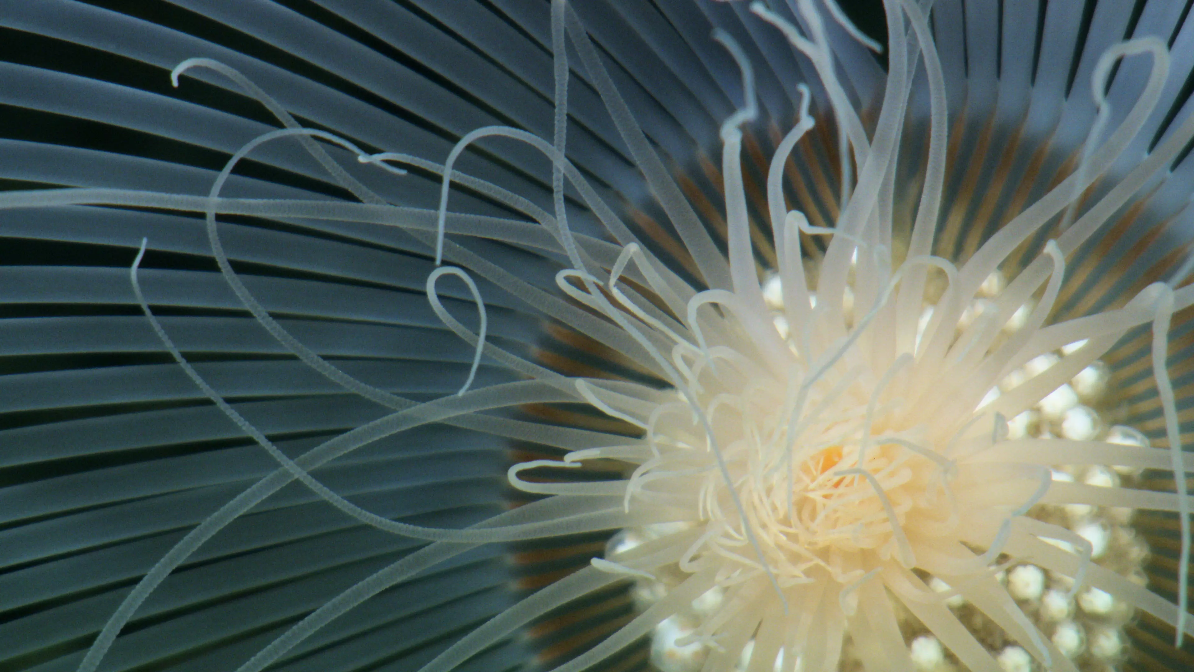 Solitary hydroid or a large single independent polyp related to both jellyfish and corals, observed growing on the seafloor of the Cook Islands.