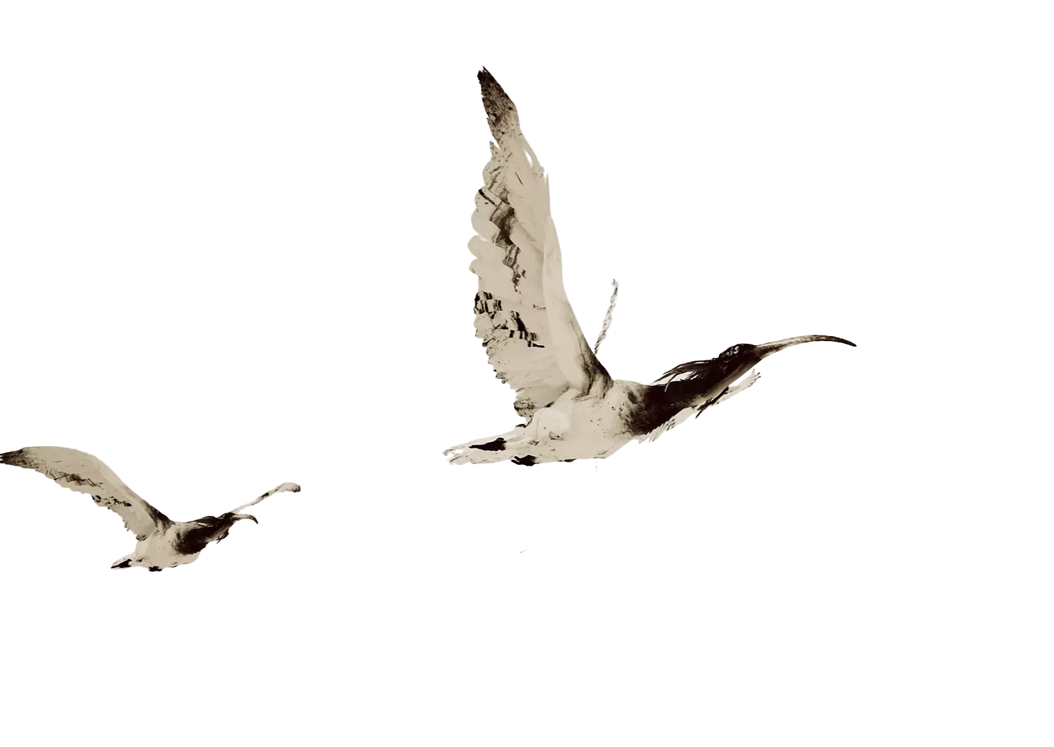 Digital illustration in sepia tones: Two birds with long, curved beaks fly across a vast, abstract landscape. Their wings appear ink-painted, set against a misty, minimal background.