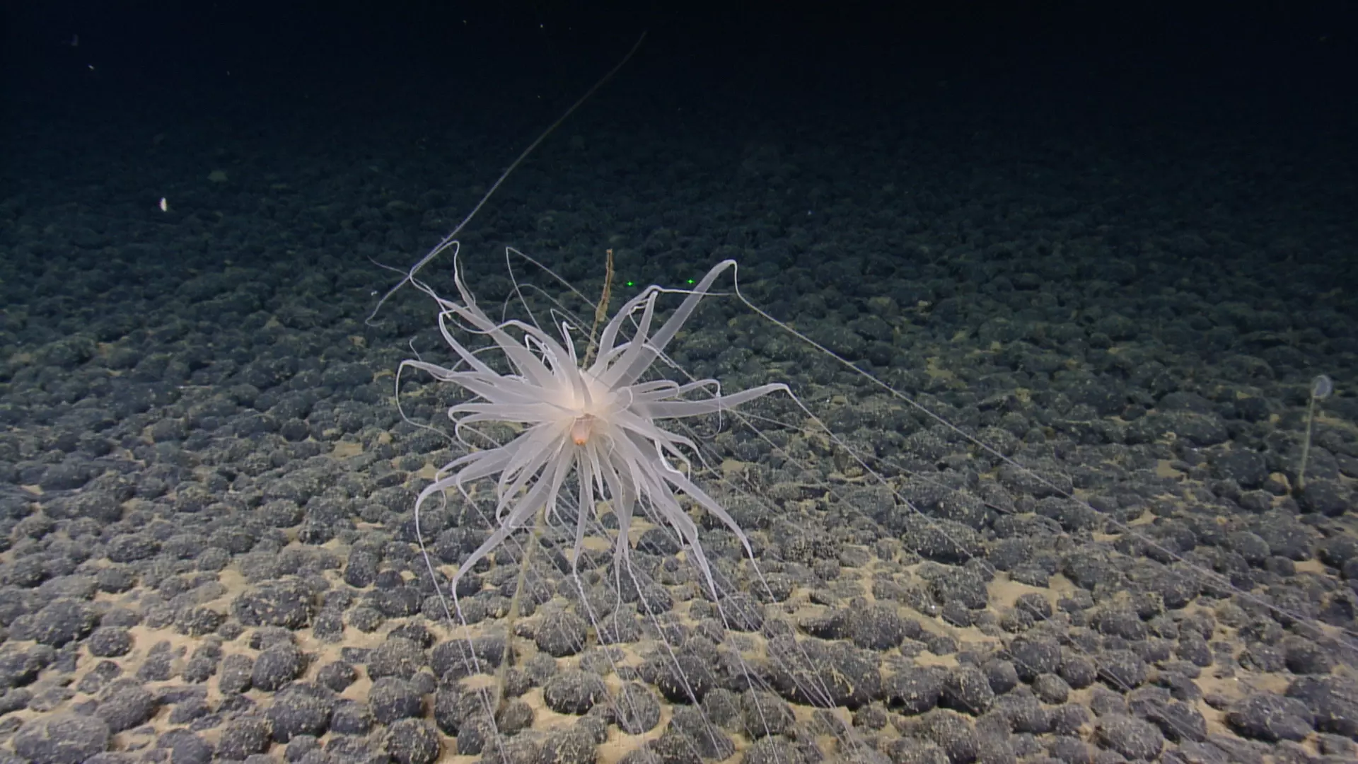 Ocean Exploration Trust