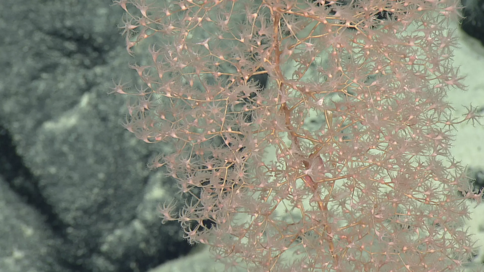 Ocean Exploration Trust 3