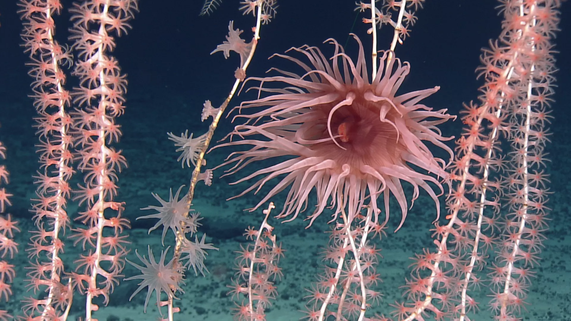 Ocean Exploration Trust 5